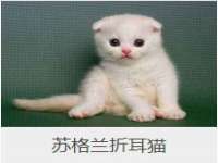 义乌市翊言电子商务商行