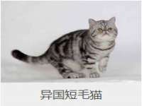 义乌市翊言电子商务商行