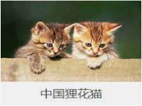 义乌市翊言电子商务商行