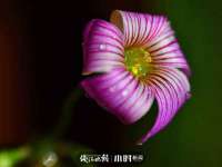 义乌市翊言电子商务商行