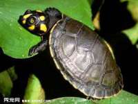 义乌市翊言电子商务商行